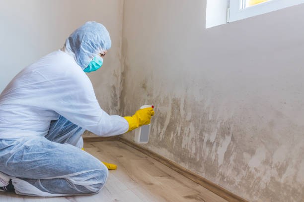 Professional mold removal team in Cresson